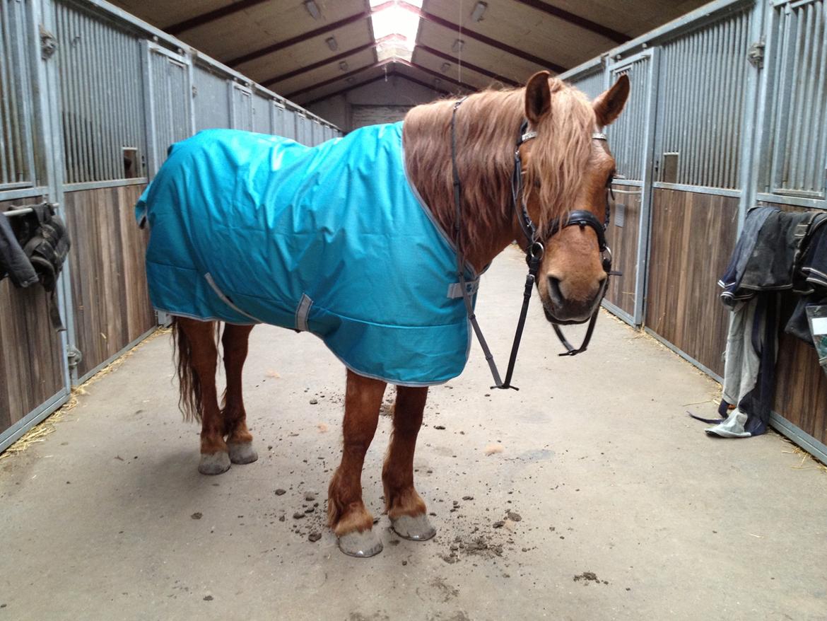 Anden særlig race Tex - Her prøver han lige den "nye" bidløse trense :) billede 12