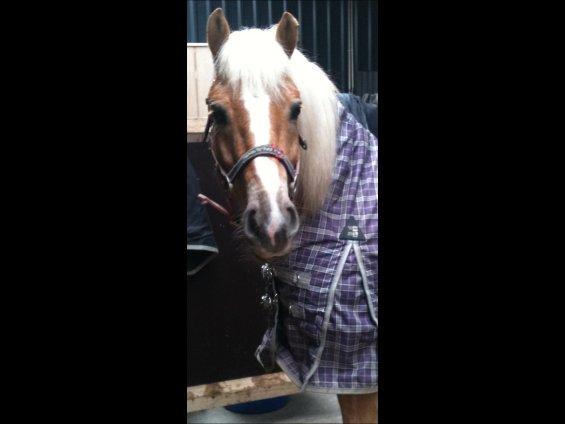 Haflinger Alvaro - SOLGT - Sødeste Alvaro! billede 6