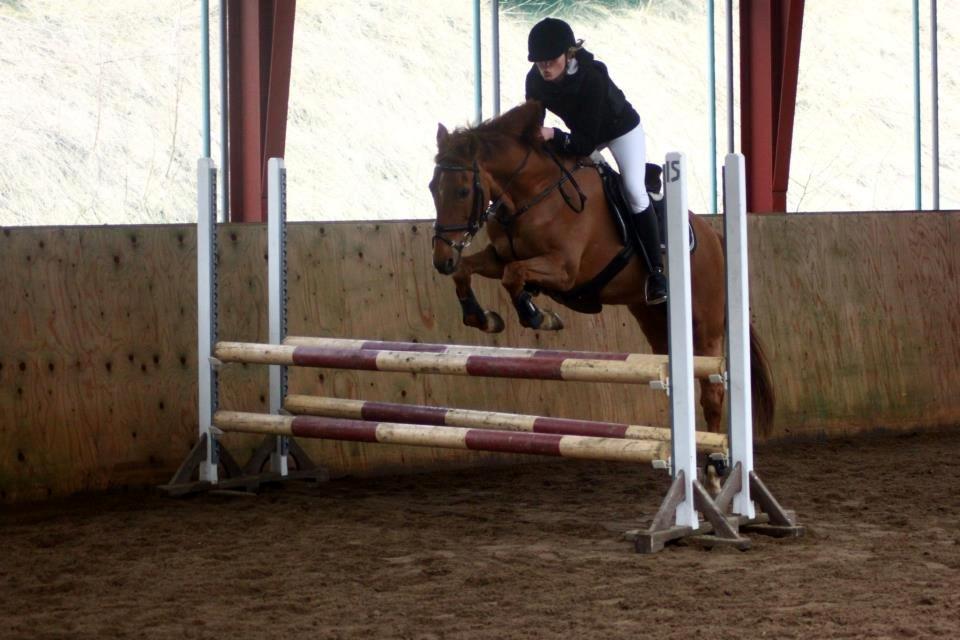 New Forest Reigershoeve Debbie (B-PONY) - lerbækhuscup 2013, 80 cm 0 fejl billede 6