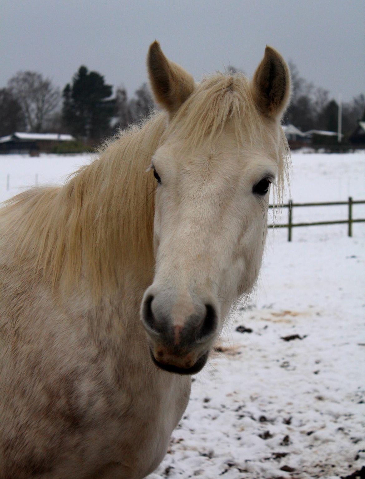 Connemara ASASARA GEILÉIS billede 2