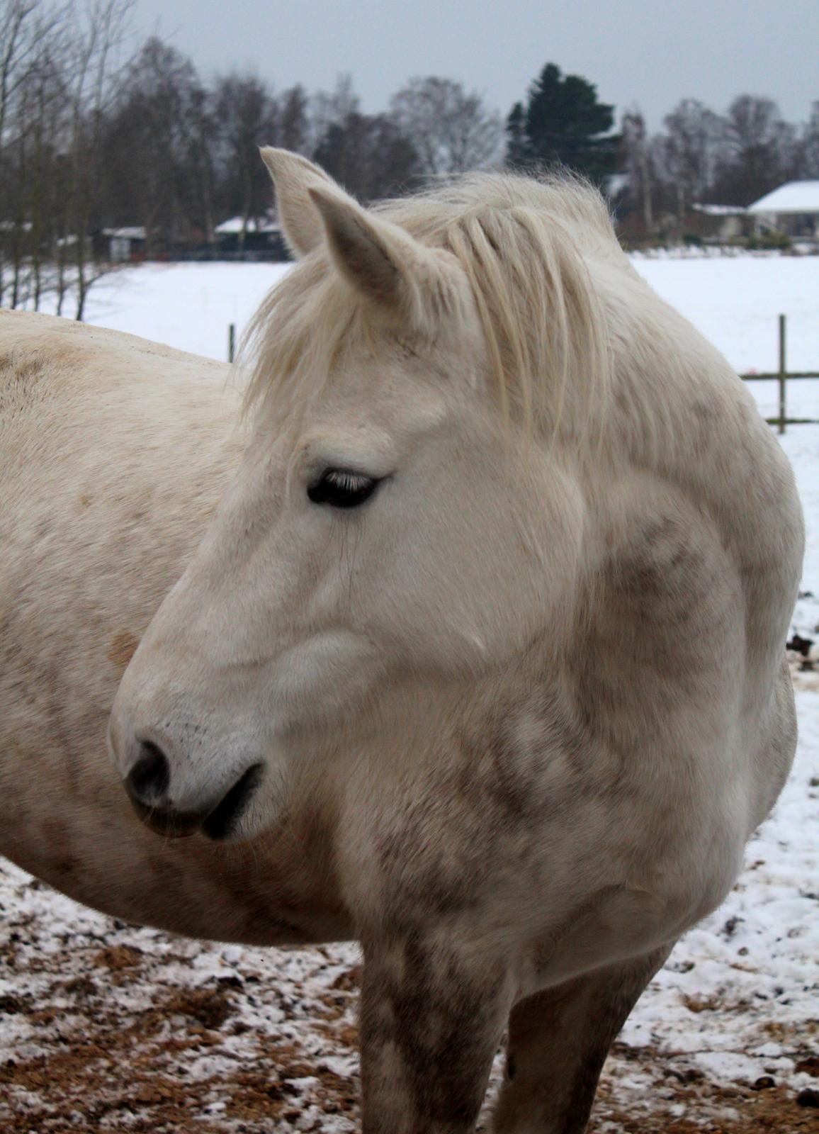 Connemara ASASARA GEILÉIS billede 3