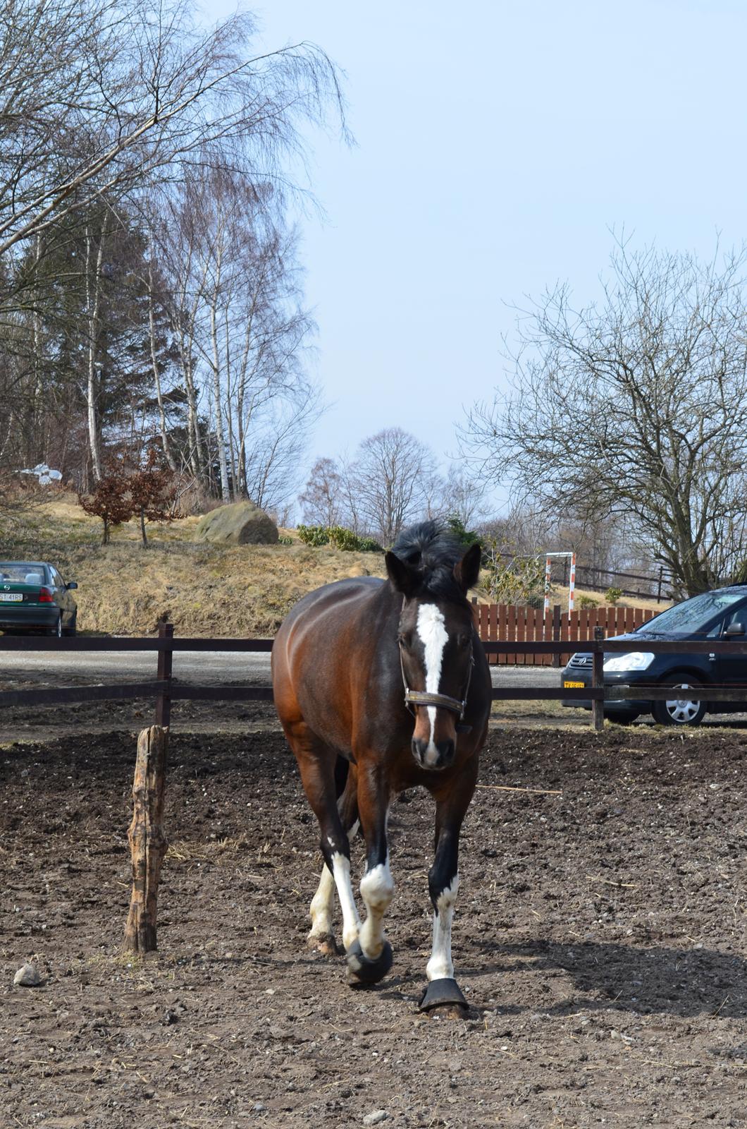 Dansk Varmblod Lucilla-HØM "SOLGT" billede 18