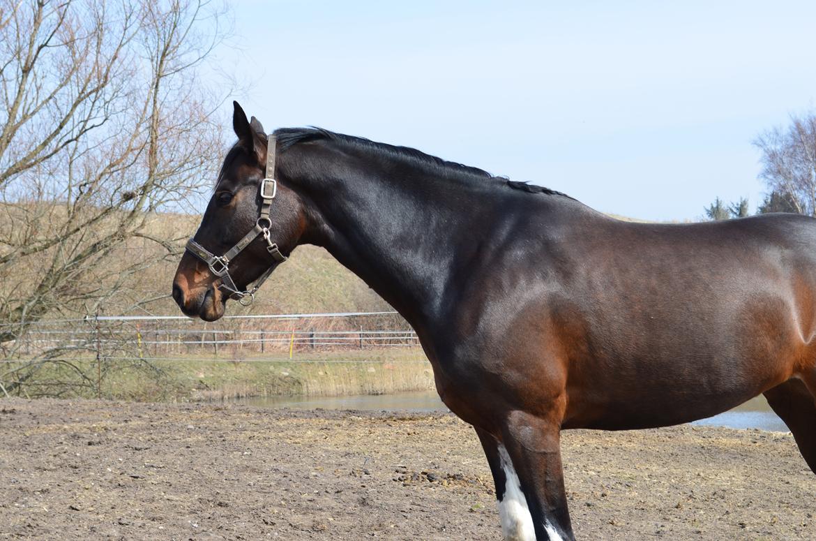 Dansk Varmblod Lucilla-HØM "SOLGT" billede 10
