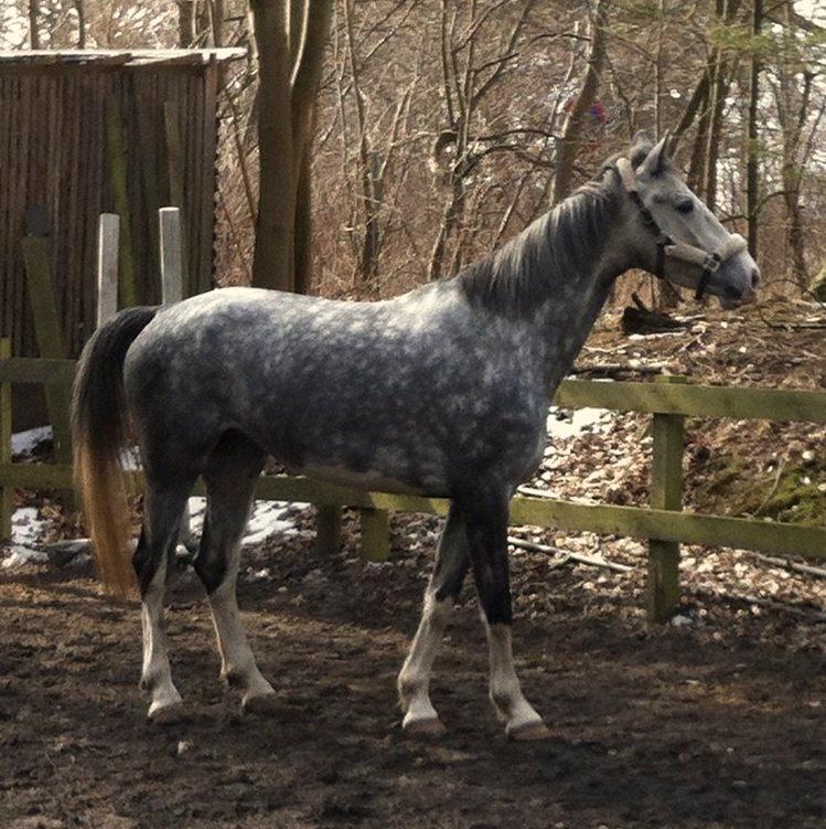 Hollandsk Varmblod Ernavidu - Svesken :) billede 21