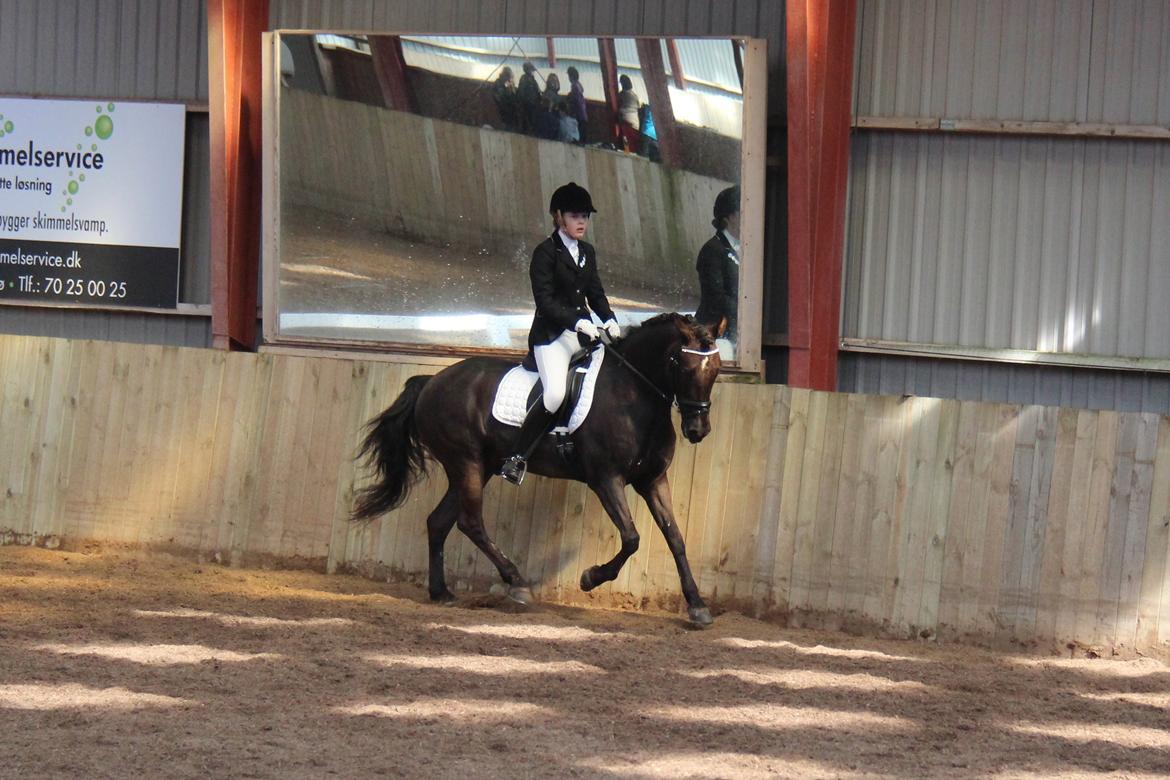 New Forest Kikkenberg's Rikki - MBRK d. 14. april 2013 billede 9