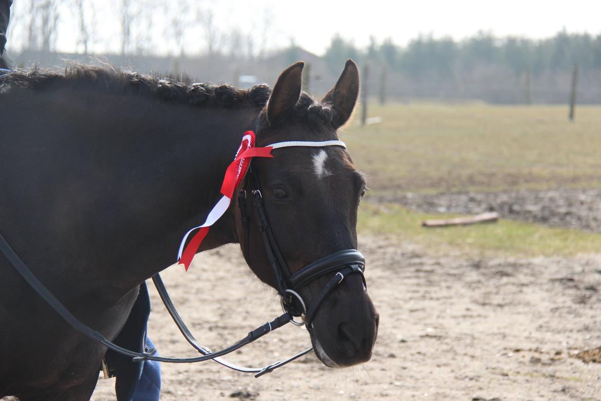 New Forest Kikkenberg's Rikki billede 14