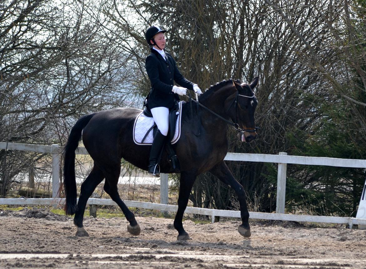 Dansk Varmblod Rosett - Stævnet på KØR d. 14/04-13  billede 19