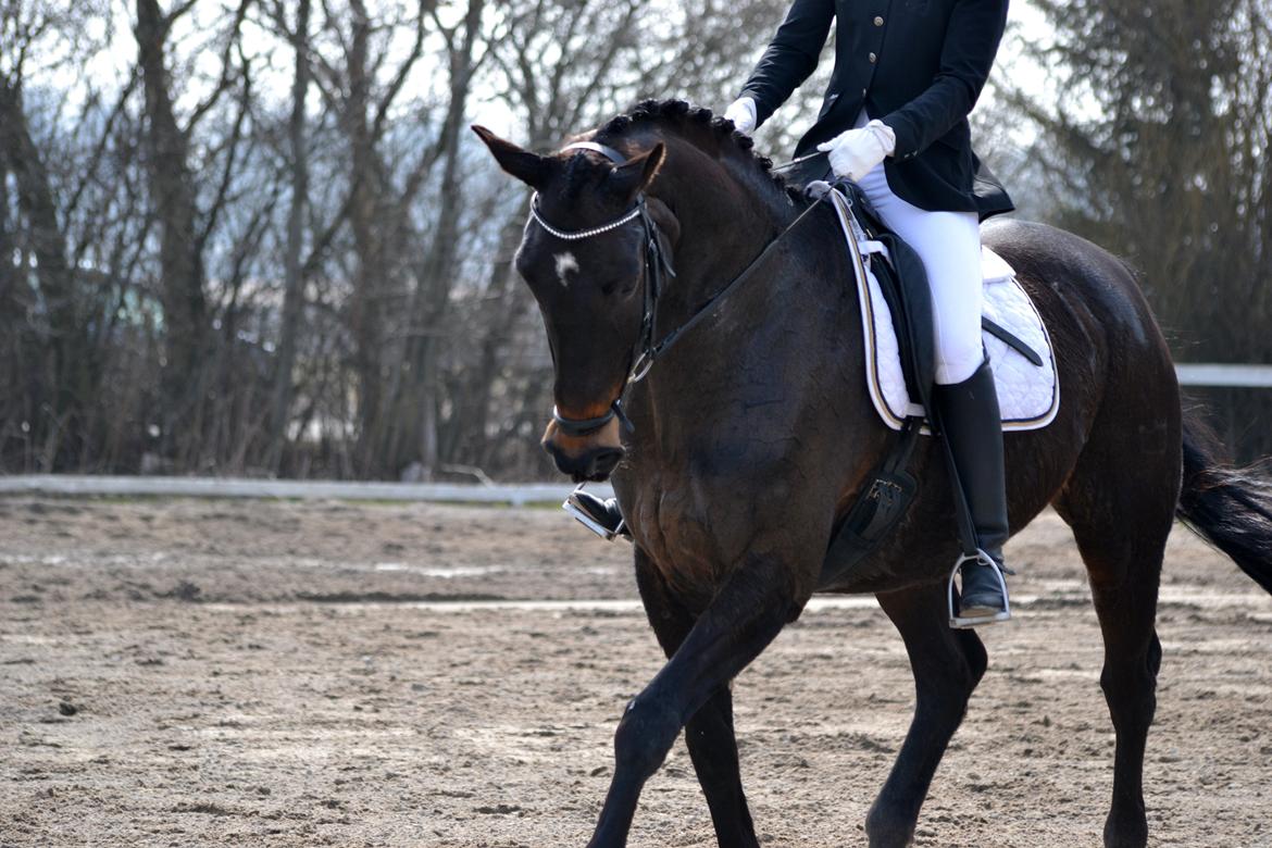 Dansk Varmblod Rosett - Stævne på KØR d. 14/04-13. Red en LA1 til 62,69% :-) billede 20