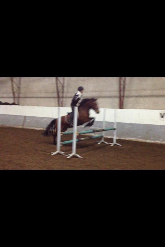 Anden særlig race Minnie billede 16