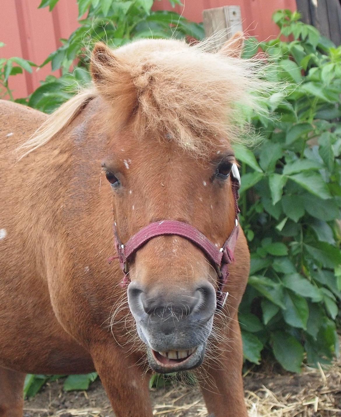 Shetlænder Snefnug † billede 15