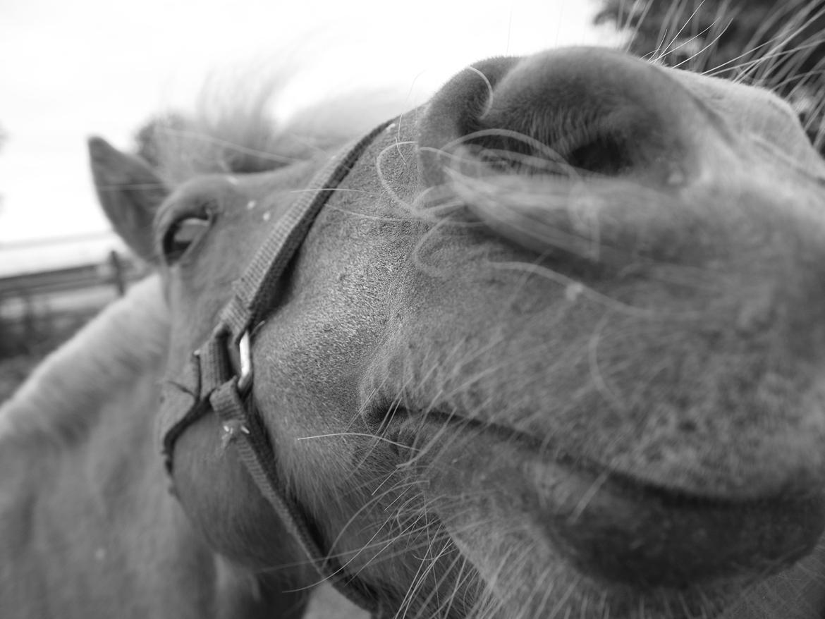 Shetlænder Snefnug † billede 16