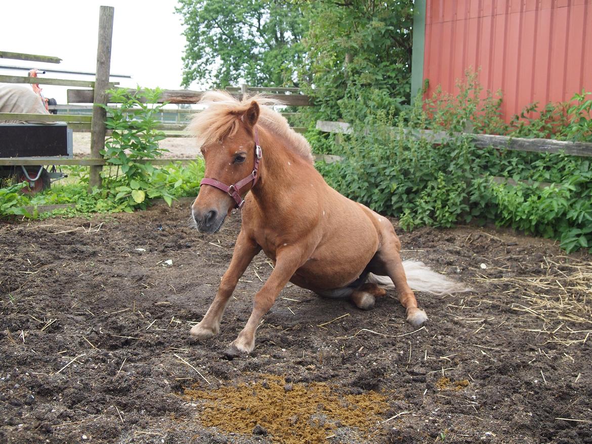 Shetlænder Snefnug † billede 1