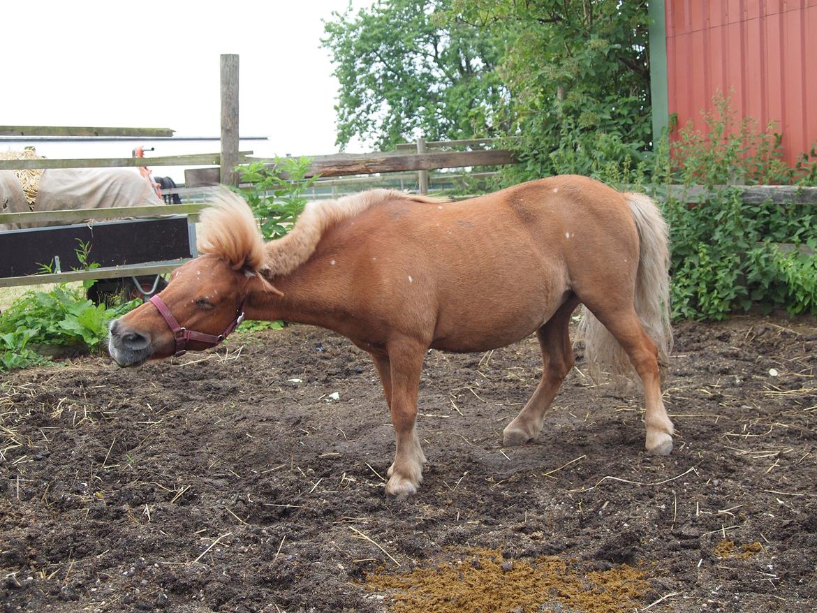 Shetlænder Snefnug † billede 17