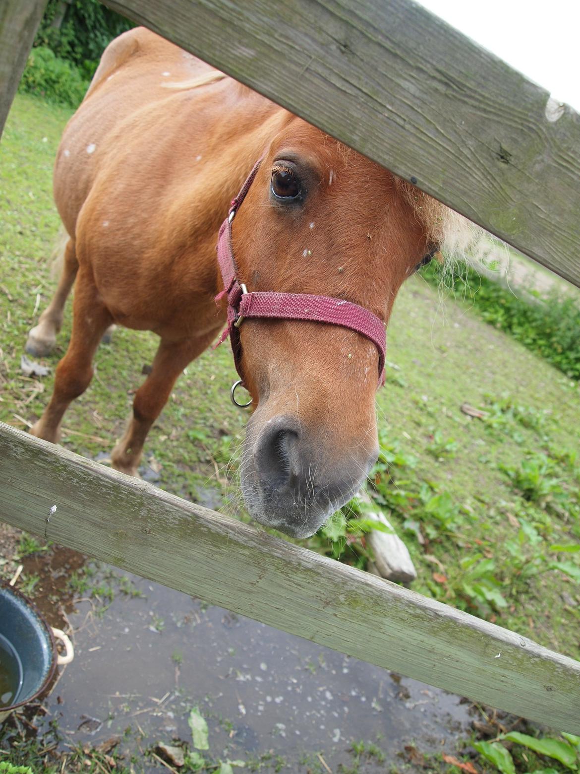 Shetlænder Snefnug † billede 18