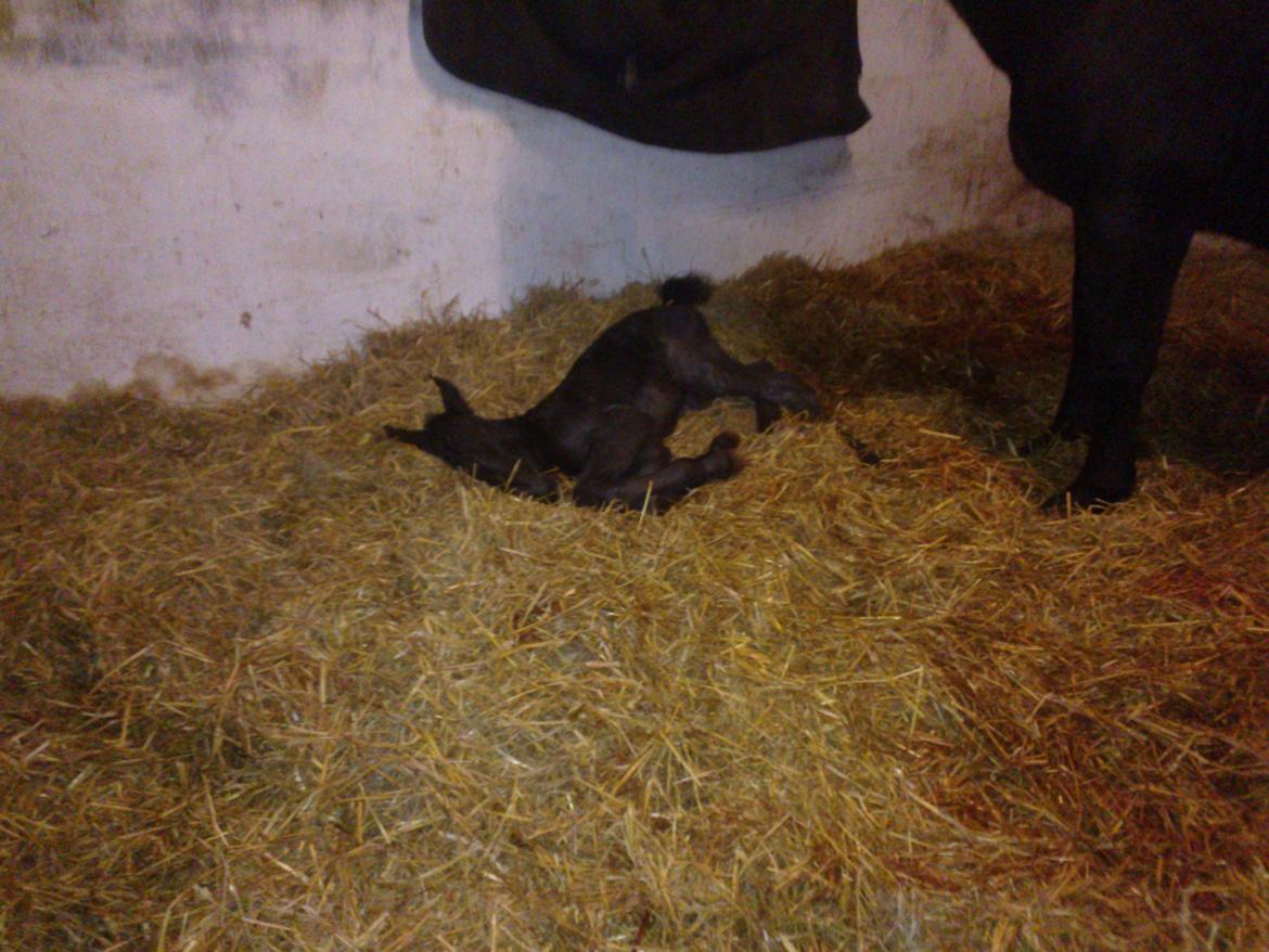 Oldenborg Ahorngårds Carry Me billede 3