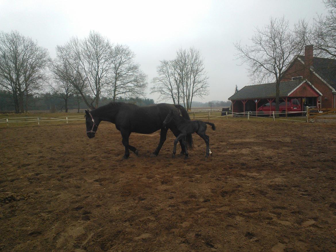 Oldenborg Ahorngårds Carry Me billede 4