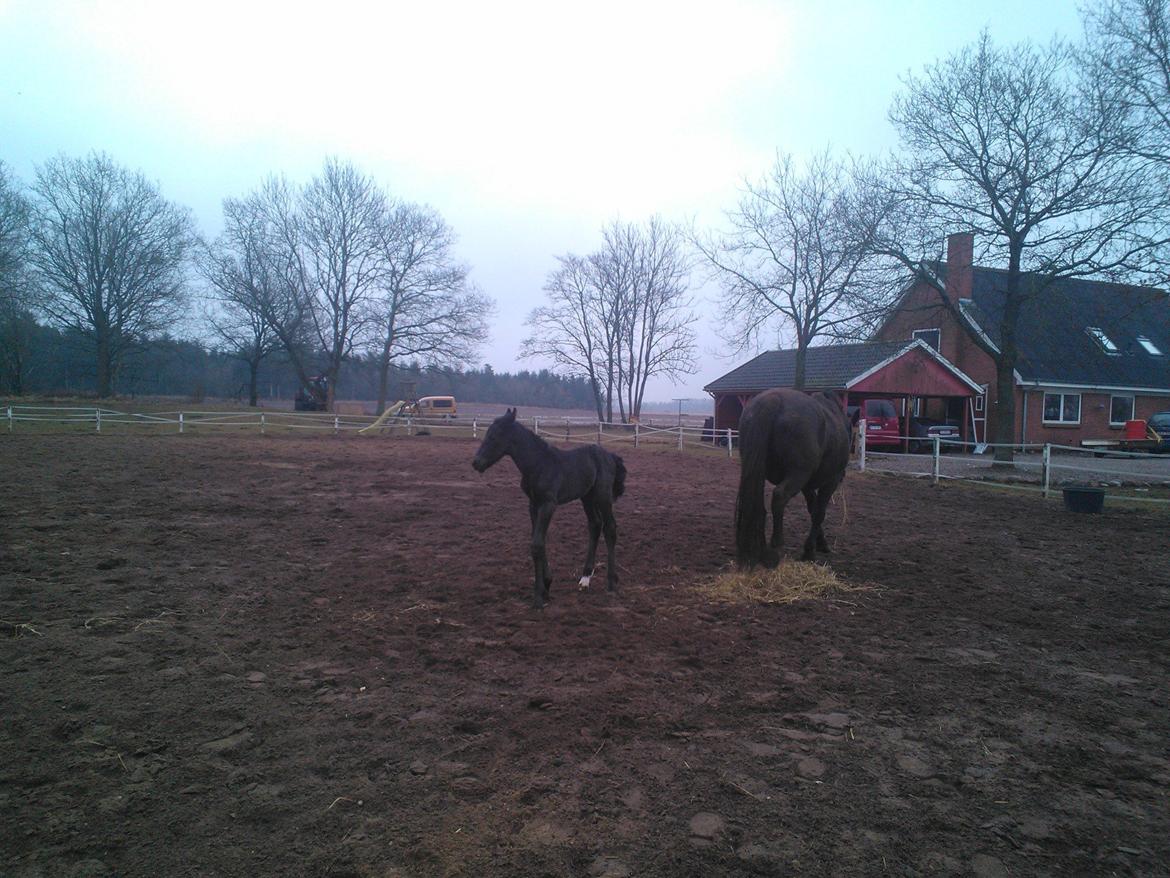 Oldenborg Ahorngårds Carry Me billede 5