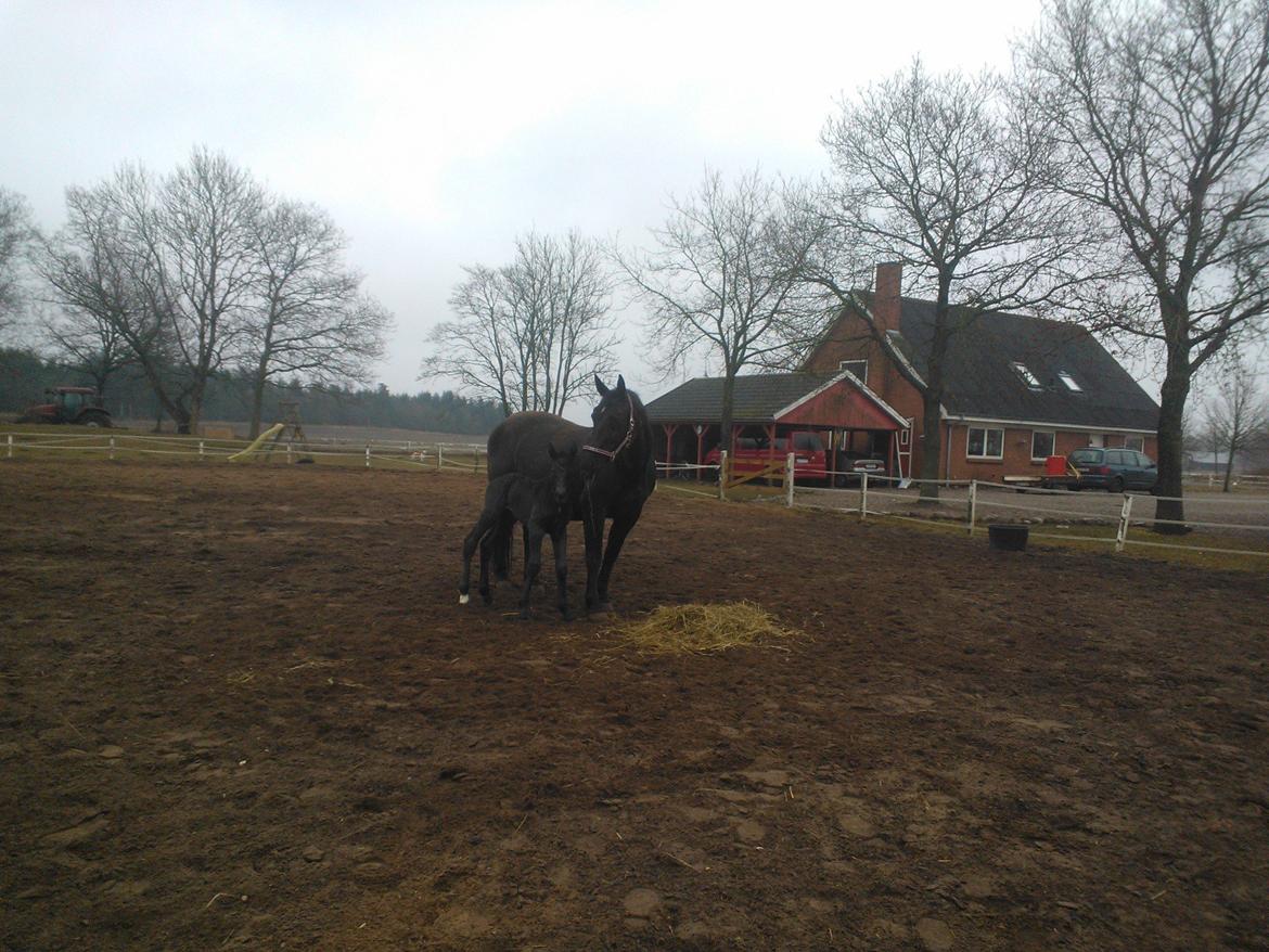 Oldenborg Ahorngårds Carry Me billede 6