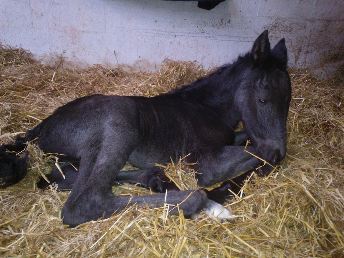 Oldenborg Ahorngårds Carry Me billede 2