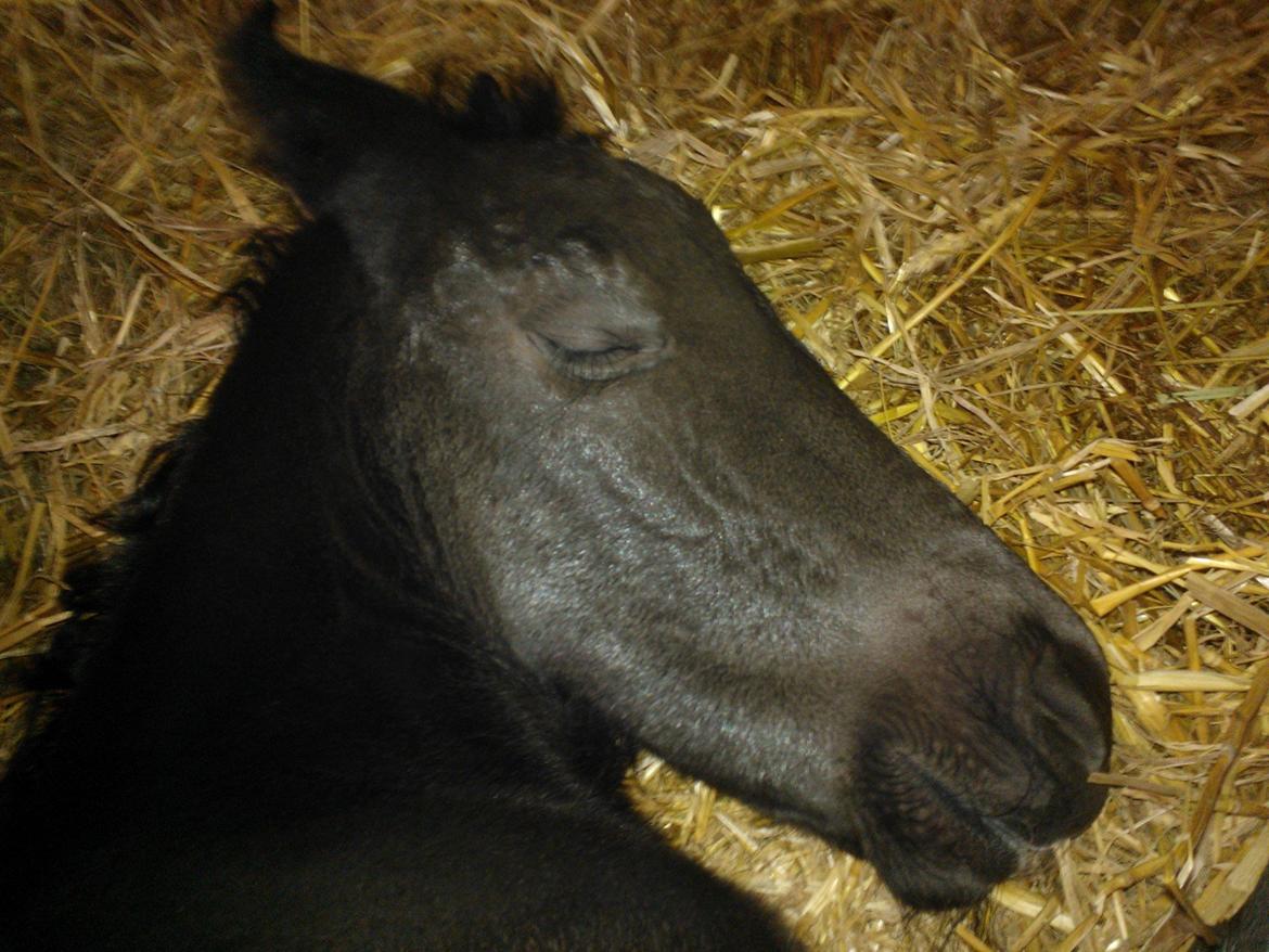 Oldenborg Ahorngårds Carry Me billede 7