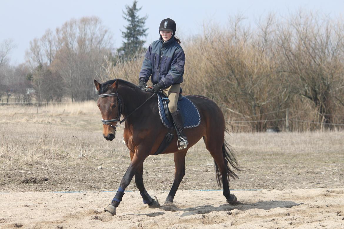 Trakehner Lorenth Tremhuse - 3. gang jeg rider hende og hun har stået stille ca. 1 år.. billede 1
