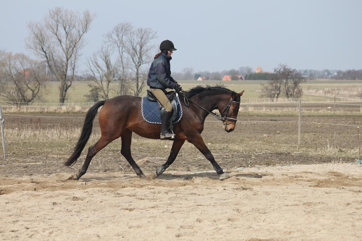 Trakehner Lorenth Tremhuse - 3. gang jeg rider hende og hun har stået stille ca. 1 år. billede 2