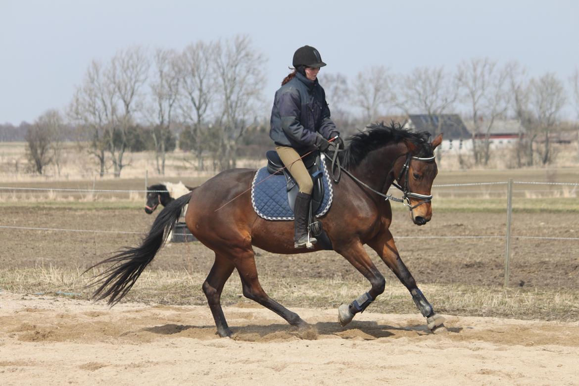 Trakehner Lorenth Tremhuse - 3. gang jeg rider hende og første gang vi galloppere.. :) billede 17