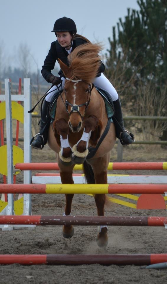 Anden særlig race Chanel - Foto: Maria Morgen Uhler billede 14