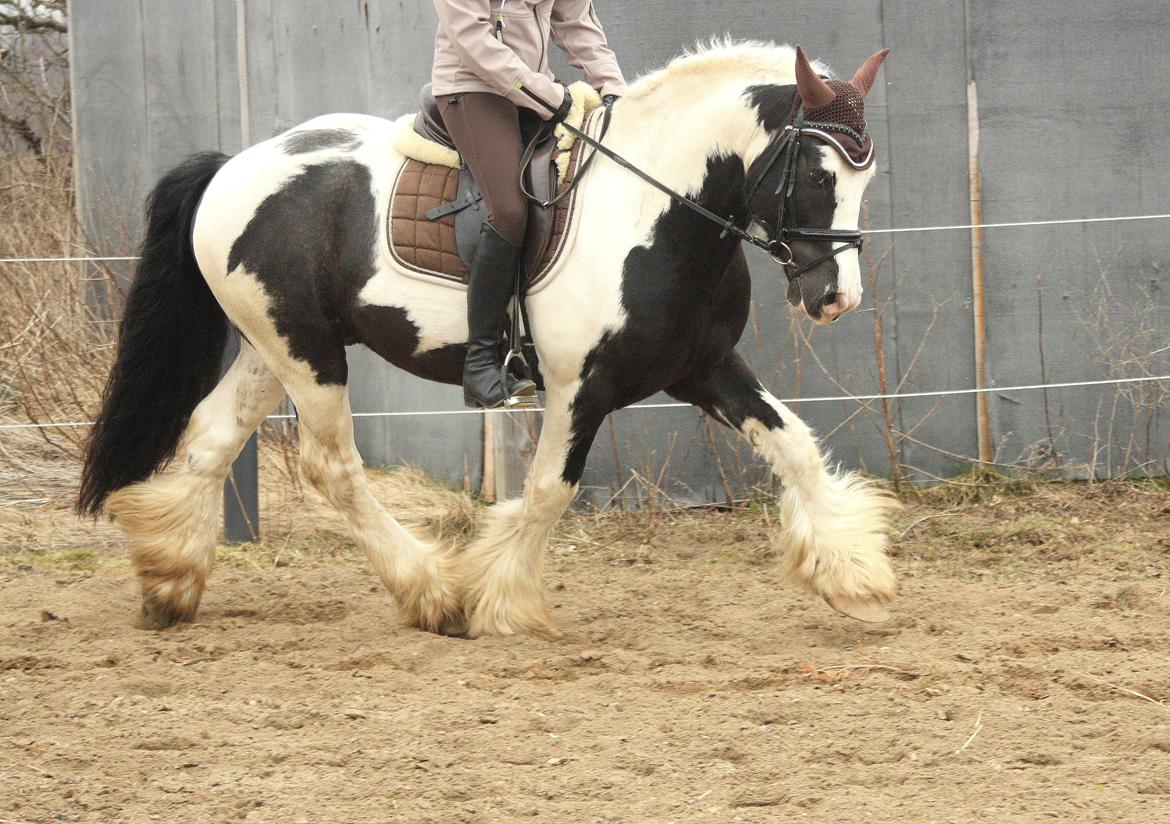 Irish Cob Cronos Regius - Træning april 2013. billede 2