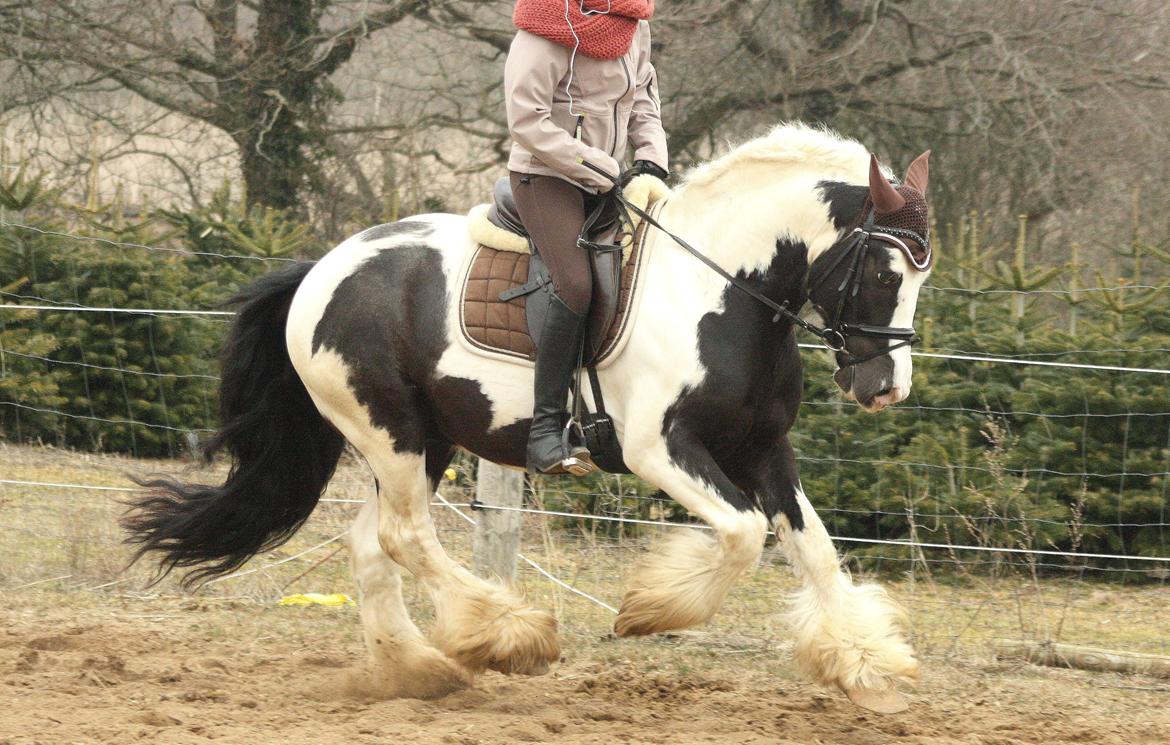 Irish Cob Cronos Regius - Træning april 2013. billede 20