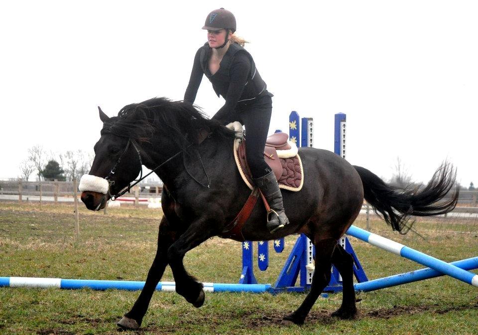 Koldblodstraver Bergtilda *Tilde* billede 12