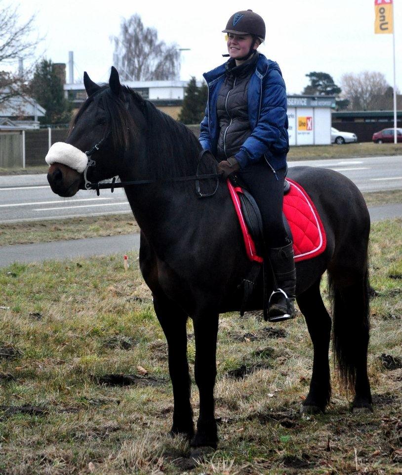 Koldblodstraver Bergtilda *Tilde* billede 2