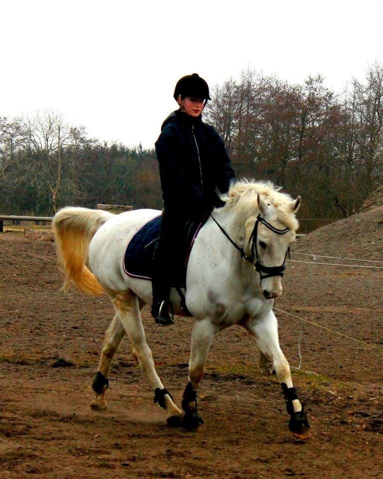 Appaloosa Flashy Littel Joe 'Har lånt' - I'm the one for U
your the one for me
you take the both af us
and were the Perfect two<3 Foto: CLN-fotos billede 5