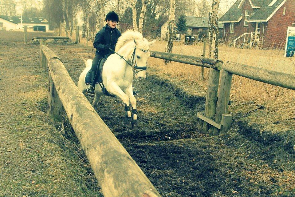 Appaloosa Flashy Littel Joe 'Har lånt' - Whenever you feel lonely, look up and see a star. And know that you have one true friend, no matter where you are.<3
Foto: CLN-fotos billede 7