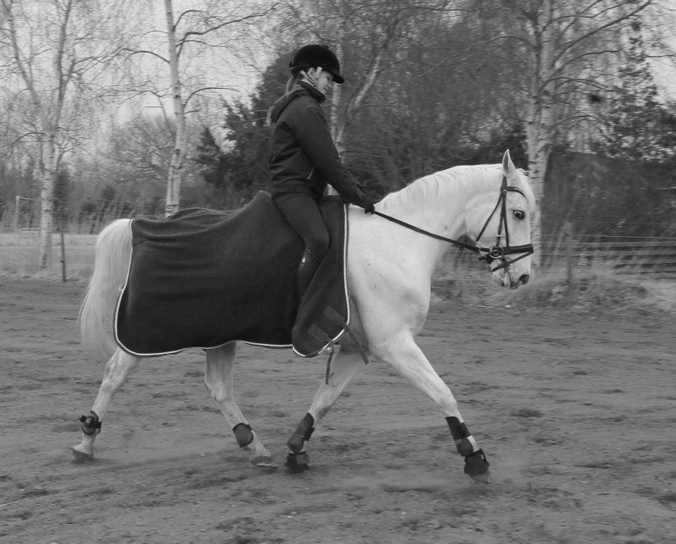 Appaloosa Flashy Littel Joe 'Har lånt' - Hælene nede, hovedet op hænderne nede, modet op
knæene ind til hestens side, ellers lærer du aldrig at ride. billede 15