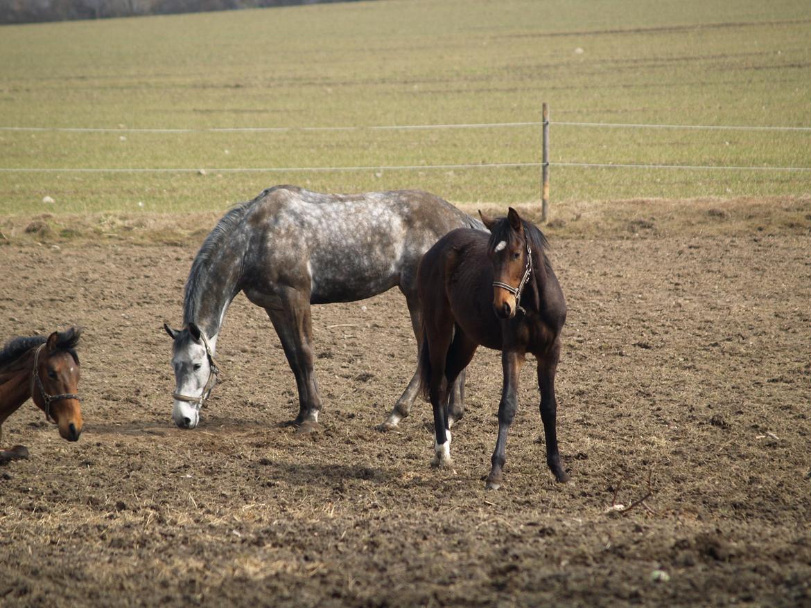 Dansk Varmblod Don Caramo - Hygger lidt :o) 14 April 2013 billede 7