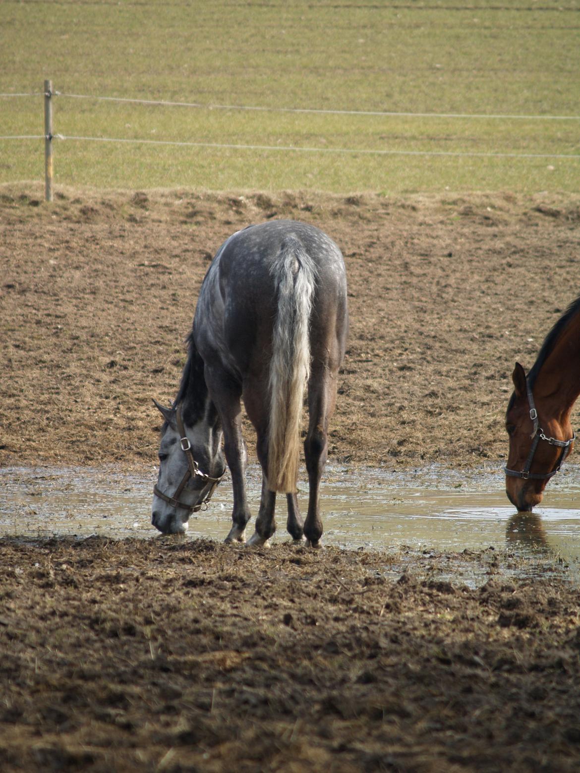 Holstener Corleone -Colle- - Vaaand! billede 14