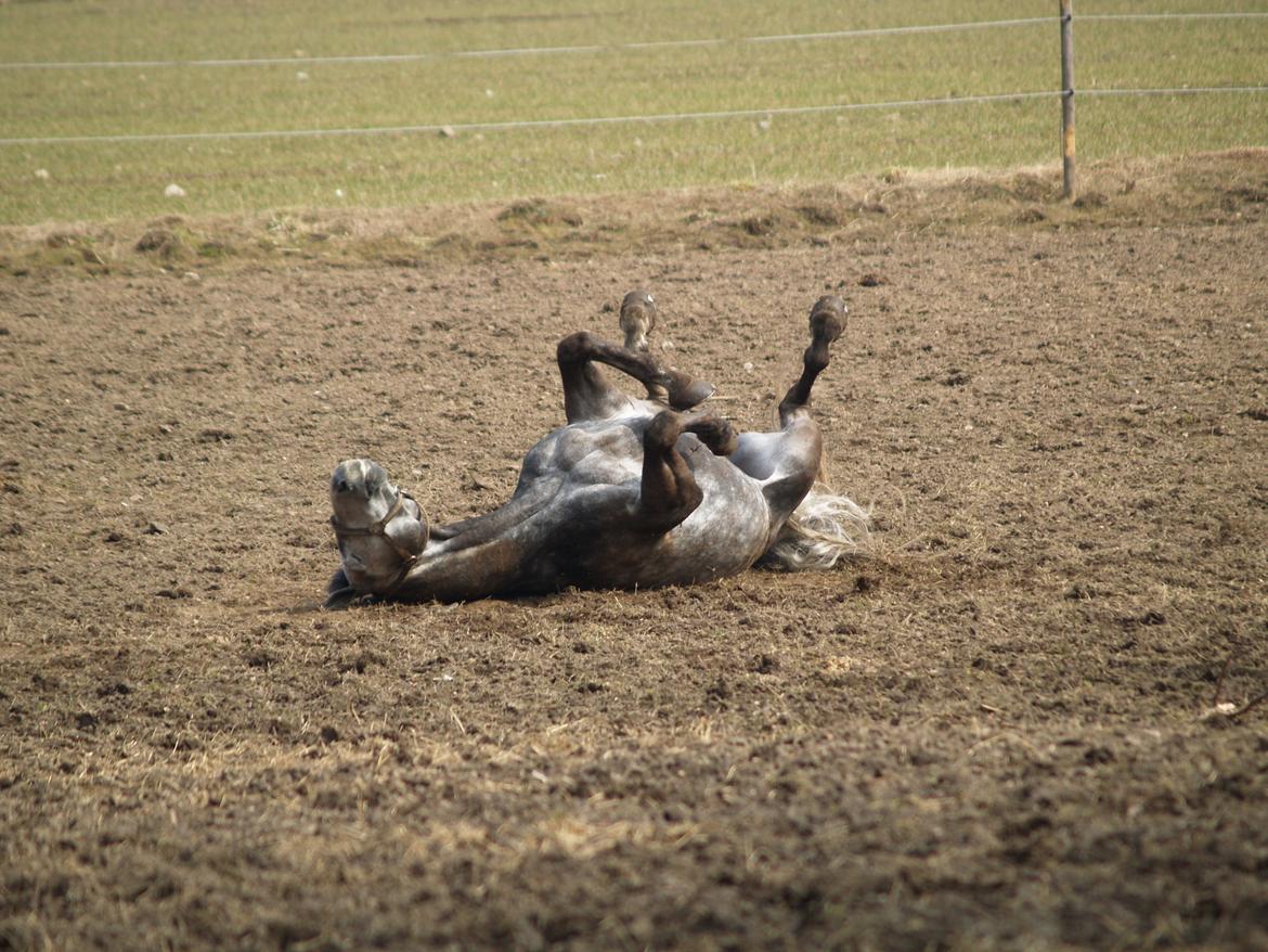 Holstener Corleone -Colle- - Endelig uden dækken!:D billede 5