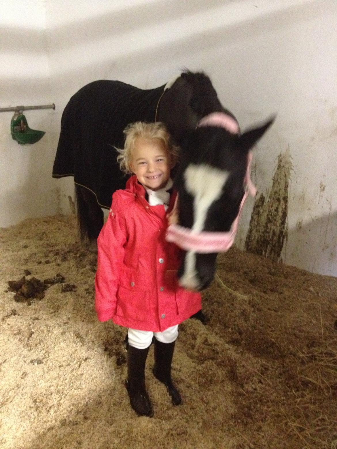 Welsh Pony (sec B) Barnhoeve's Alex billede 18