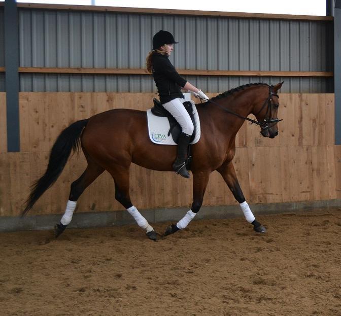 Hannoveraner ROMANA billede 13