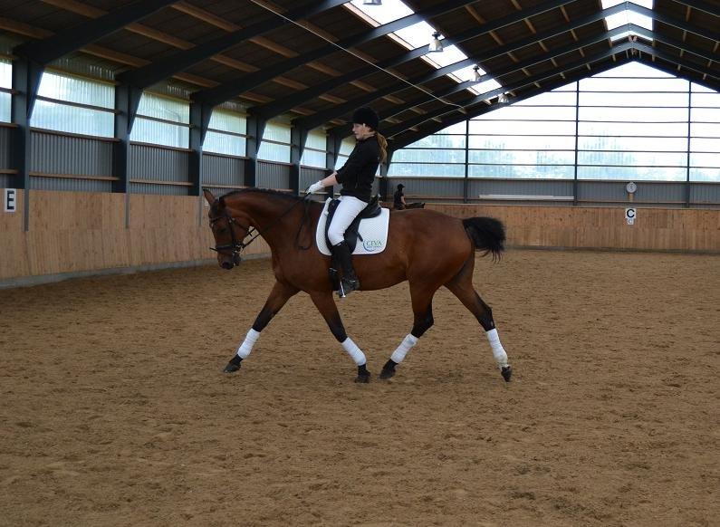 Hannoveraner ROMANA billede 14