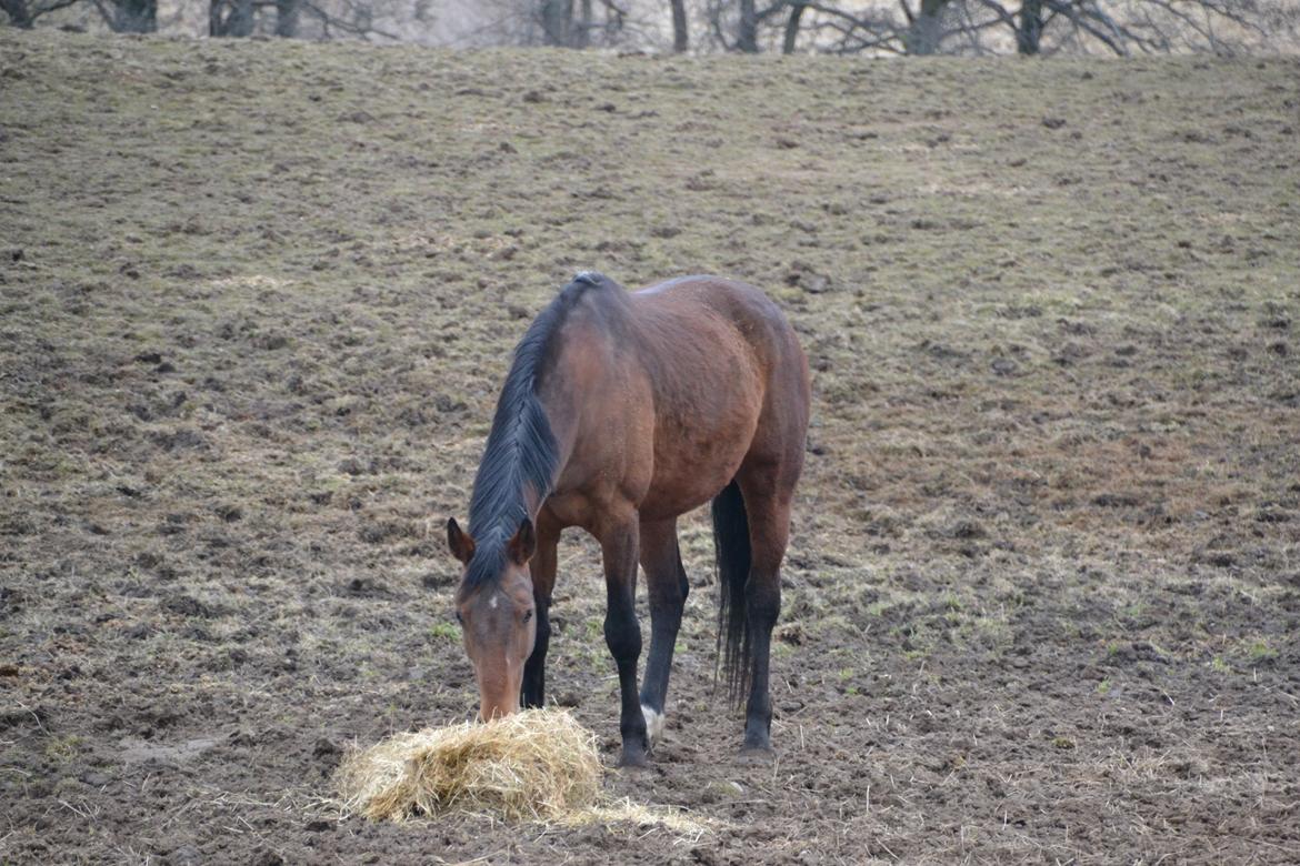 Hannoveraner ROMANA billede 15
