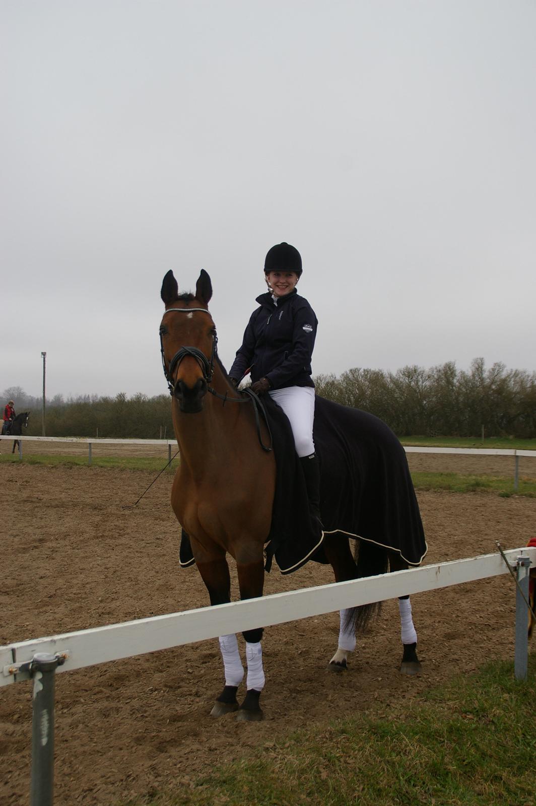 Hannoveraner ROMANA billede 16