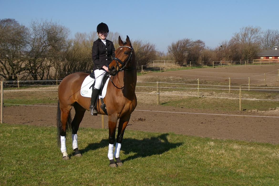 Hannoveraner ROMANA billede 17