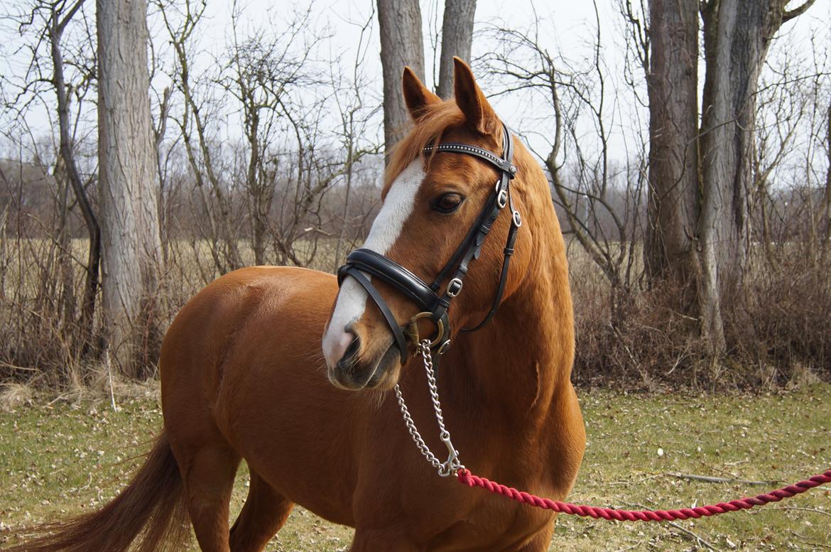 Anden særlig race Ravnsagergaards Torino - Velkommen til Ravnsagergaards Torino<3

Foto: Mig med mit kamera billede 1