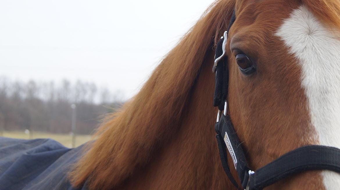 Anden særlig race Ravnsagergaards Torino - Du så smuk skat<3

Foto: Mig med mit kamera billede 5