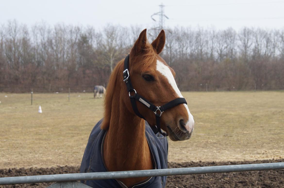 Anden særlig race Ravnsagergaards Torino - Smukke<3
Foto: Mig med mit Kamera billede 11