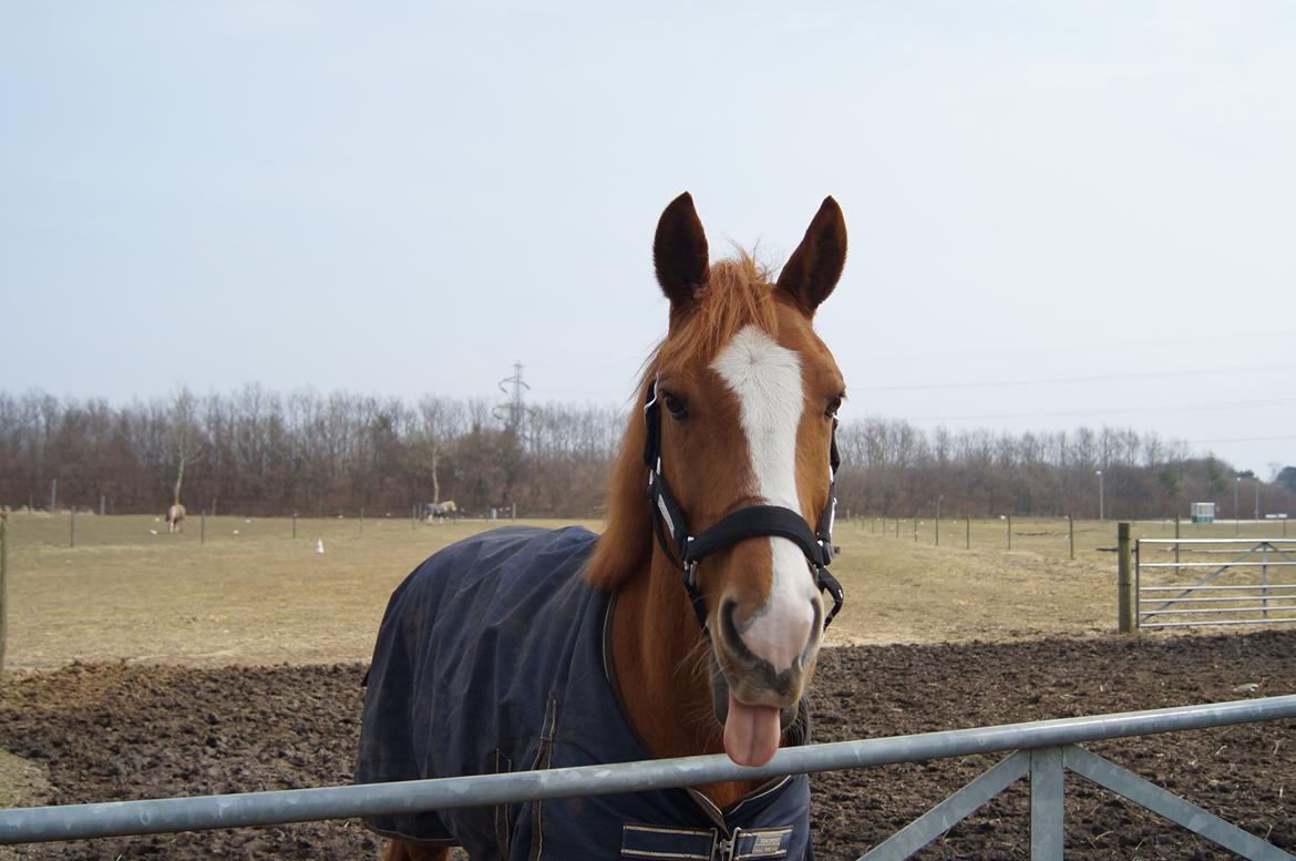 Anden særlig race Ravnsagergaards Torino - Tusind tak fordi i så med:-)

Foto: Mig med mit kamera billede 20