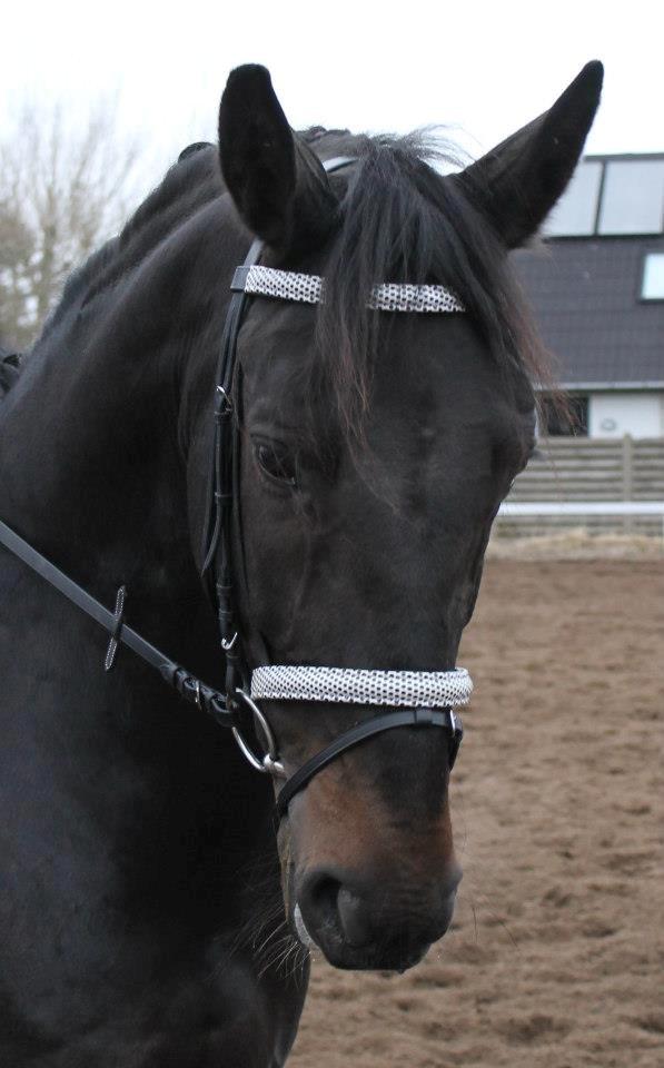 Anden særlig race Sir Arthur billede 11