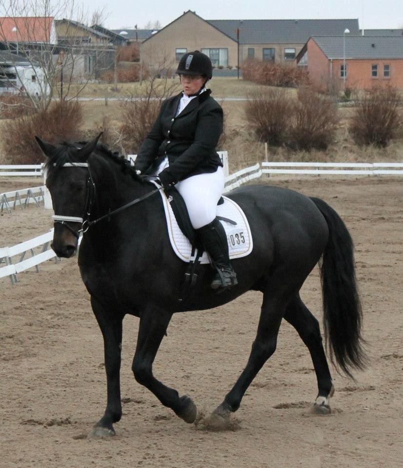 Anden særlig race Sir Arthur billede 12